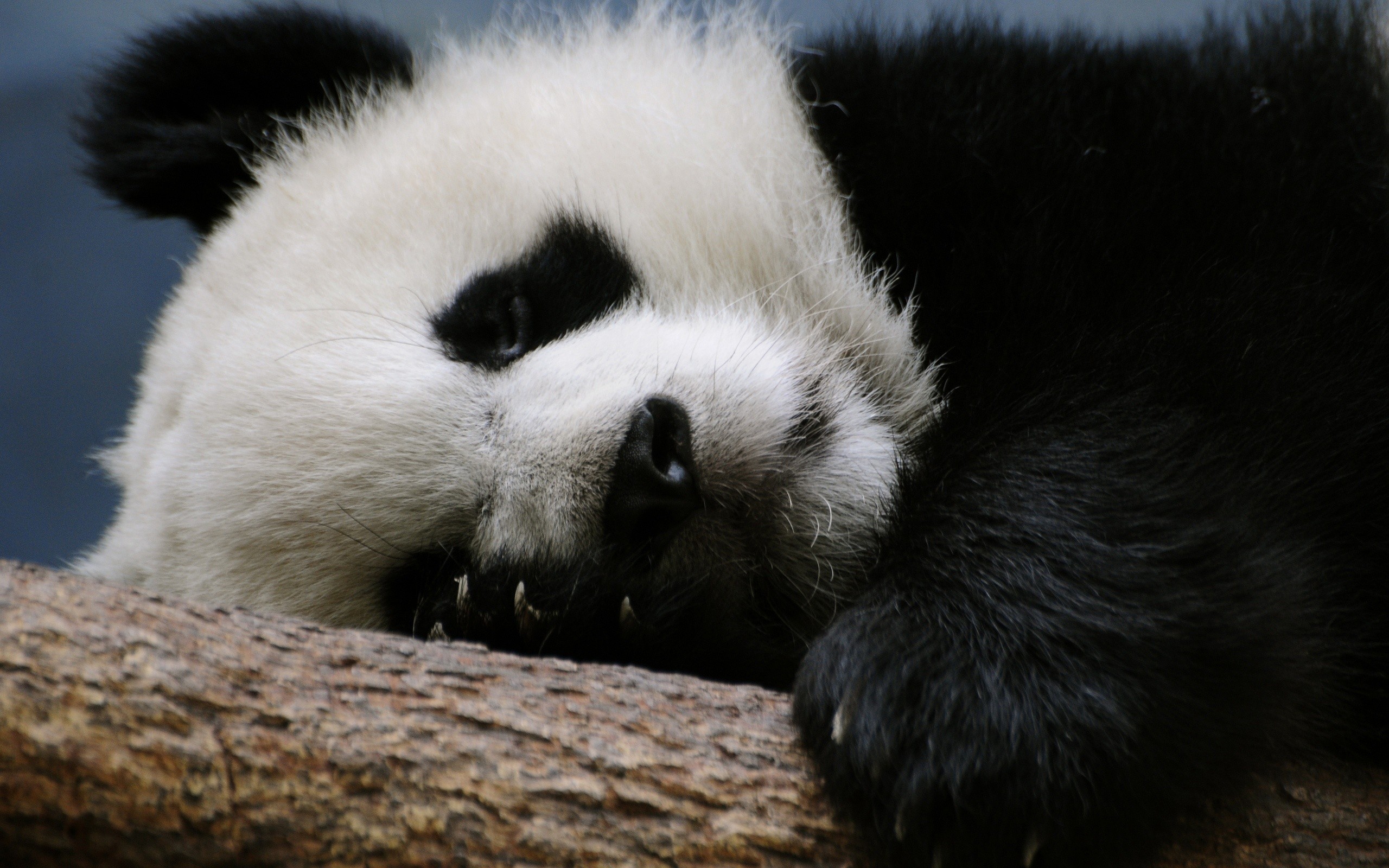 Panda Che Dorme Sfondi Animali HD Solosfondi