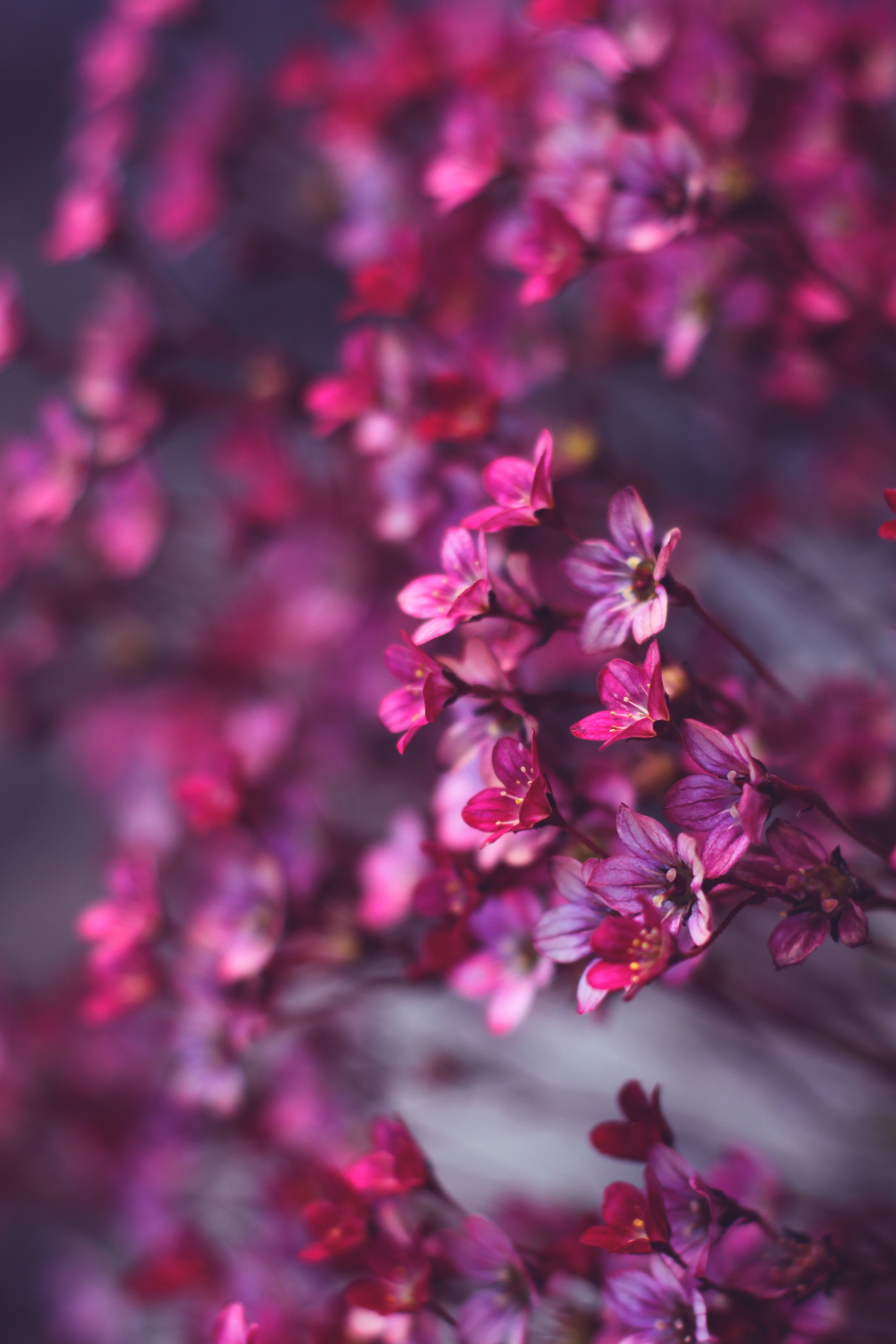 Close-up of vibrant pink saxifraga flowers, showcasing their delicate petals and intricate details against a softly blurred background