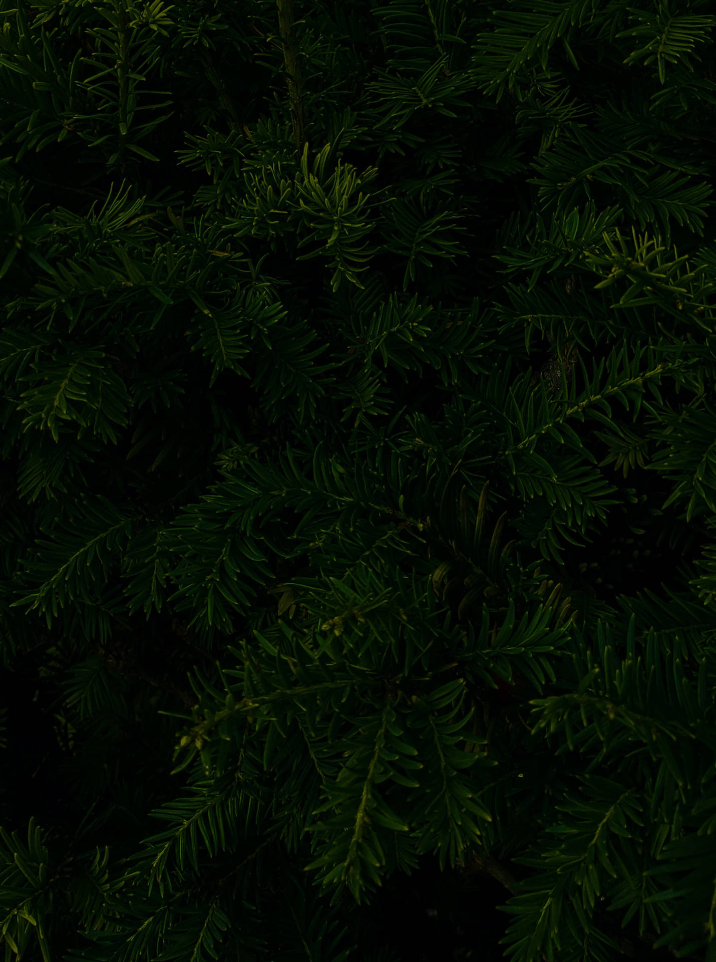 Aesthetic Wallpaper