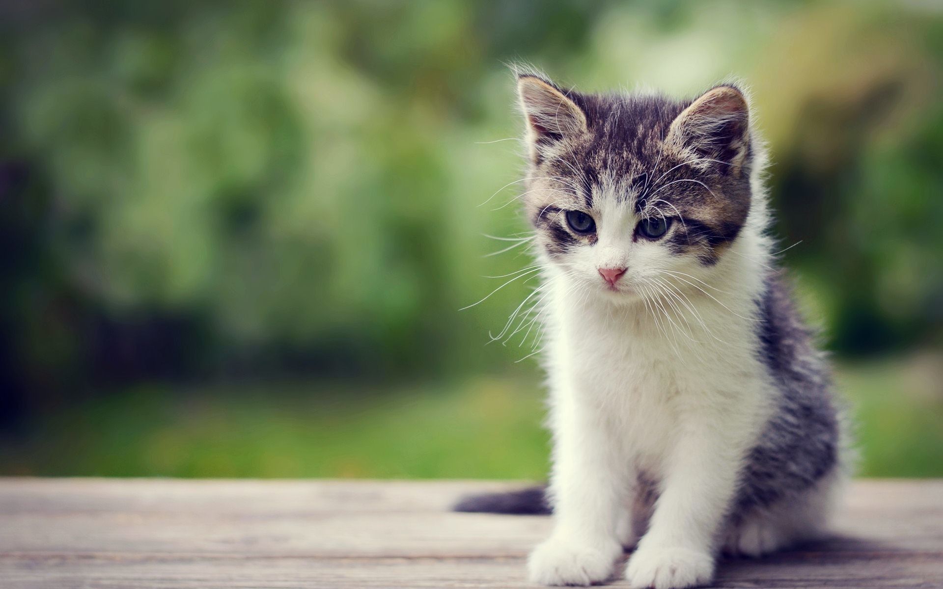 Free download Beautiful Kitten Wallpapers on [1920x1200] for your ...