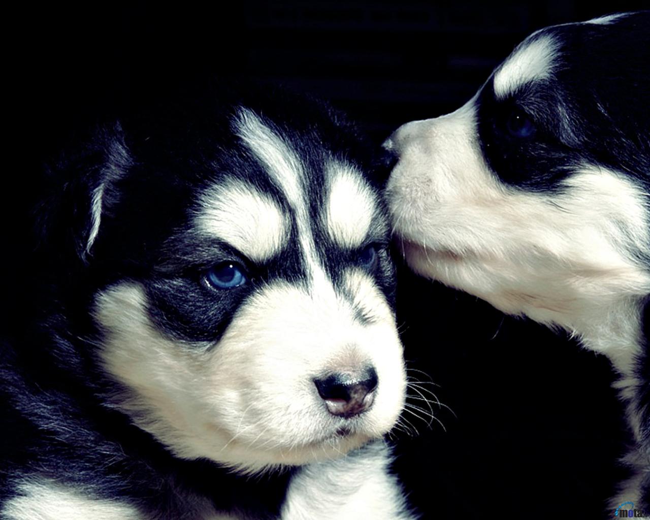 Husky Puppies Wallpaper Desktop