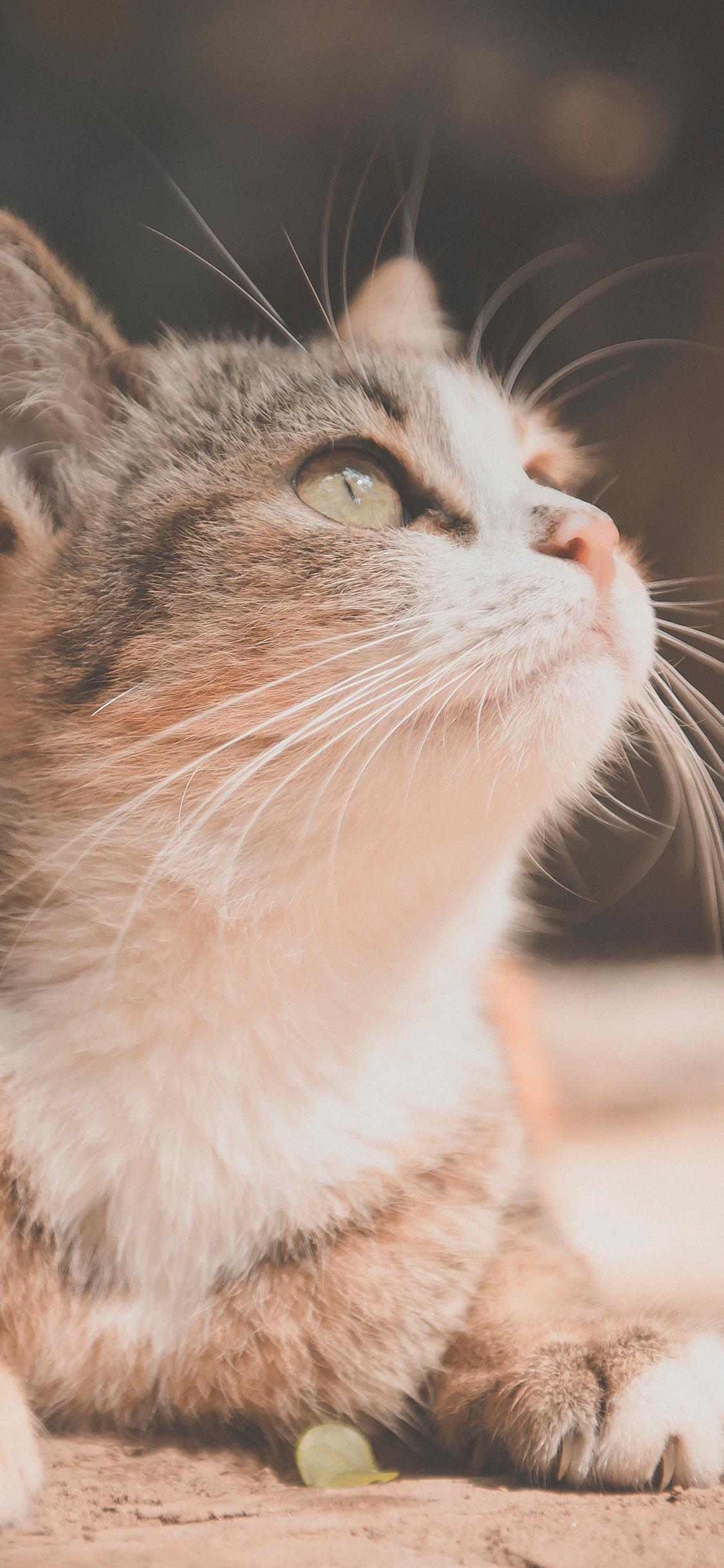 Cats Wallpaper For iPhone Pro Max X