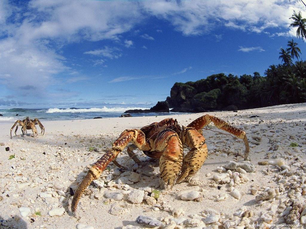 Coconut Crabs Christmas Island A Hafeez Kalhoro