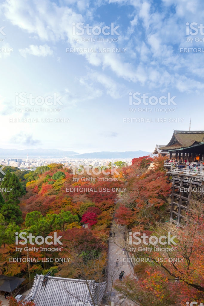 The Beautiful Momiji Autumn Colorful Maple Background At