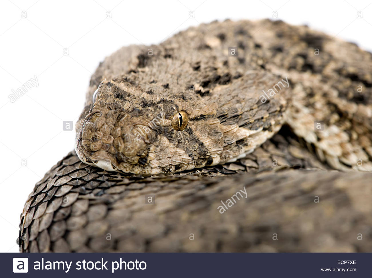 African Puff Adder Snake Bitis Arietans In Front Of A White