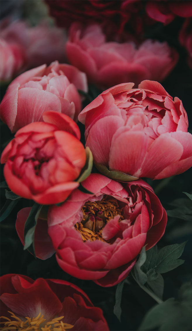 Bright pink peonies   Idea Wallpapers iPhone WallpapersColor 657x1132