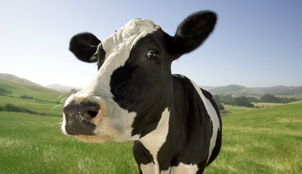 Why The Ban On Feeding Cows Cannabis Is Cruel