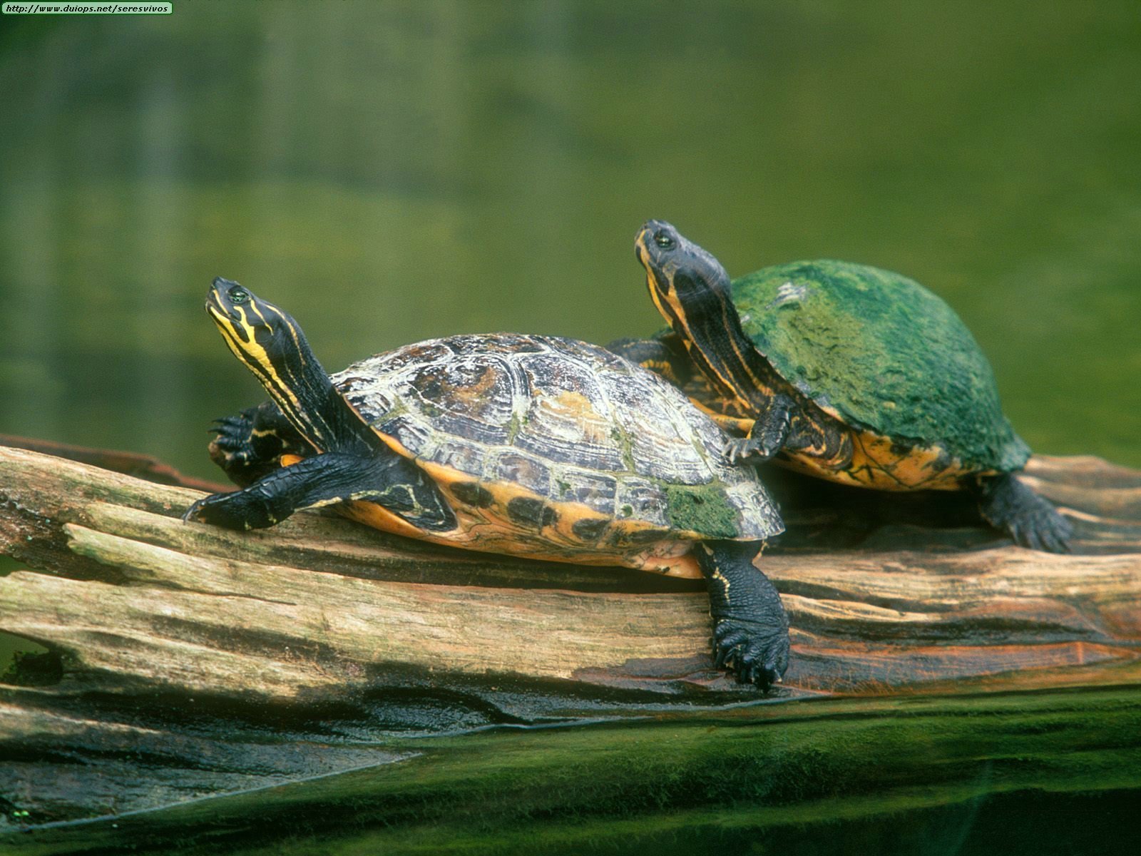 Turtles Photo