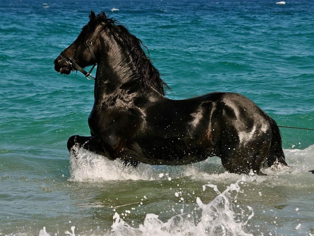 Black horse in water hd wallpaper   Download HD WallpapersHappy 1023x768