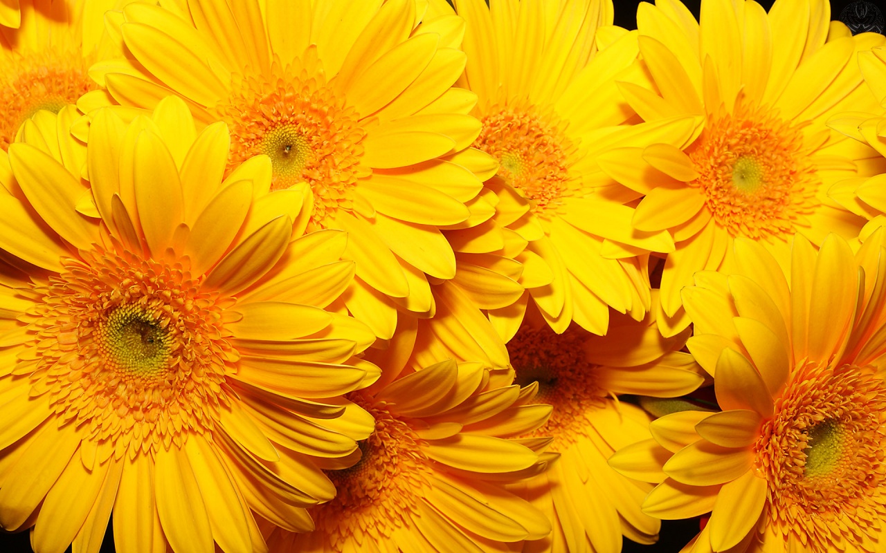 Yellow Flowers Wallpaper For Desktop 1280x800