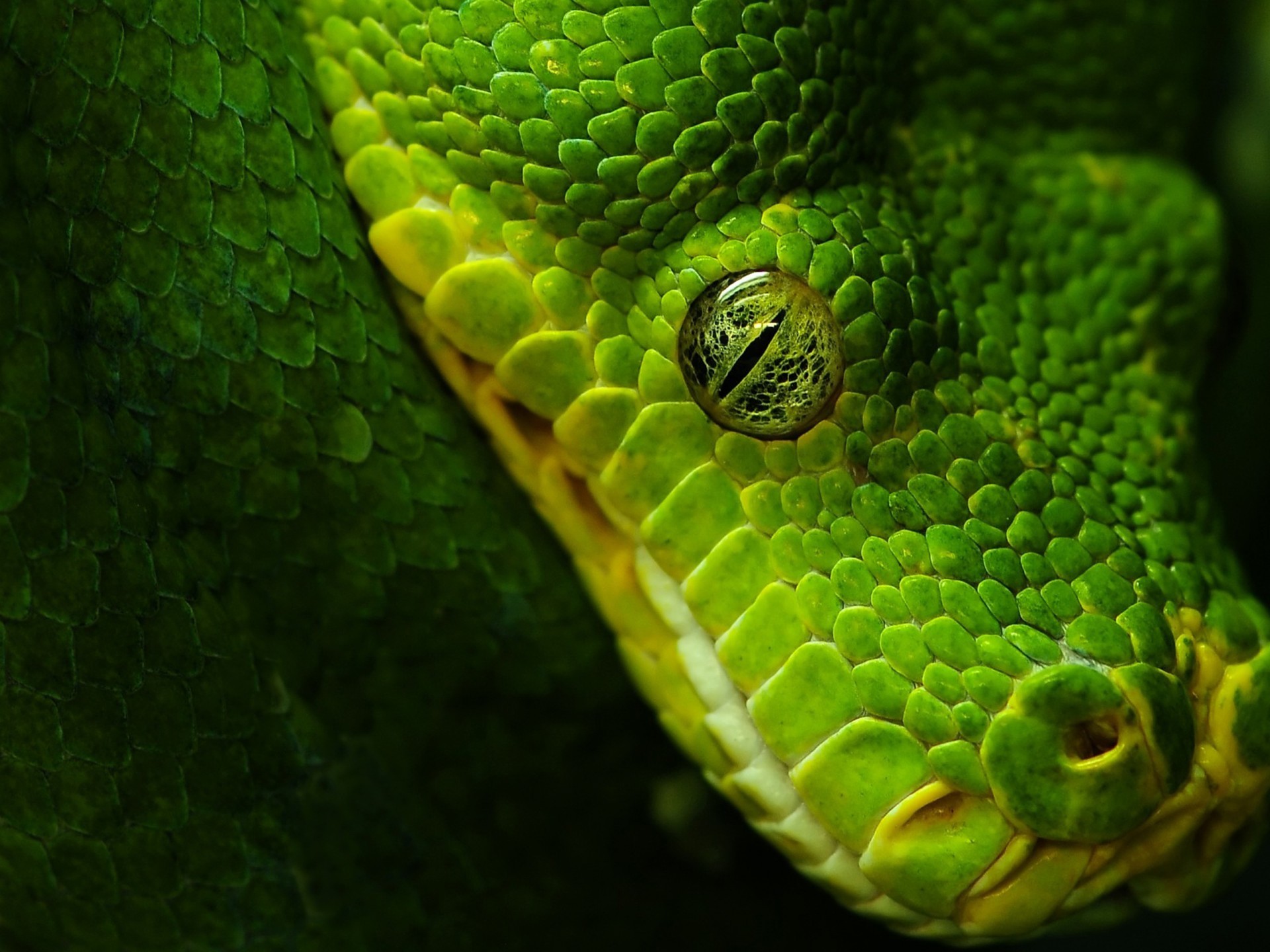 Anaconda Wallpaper