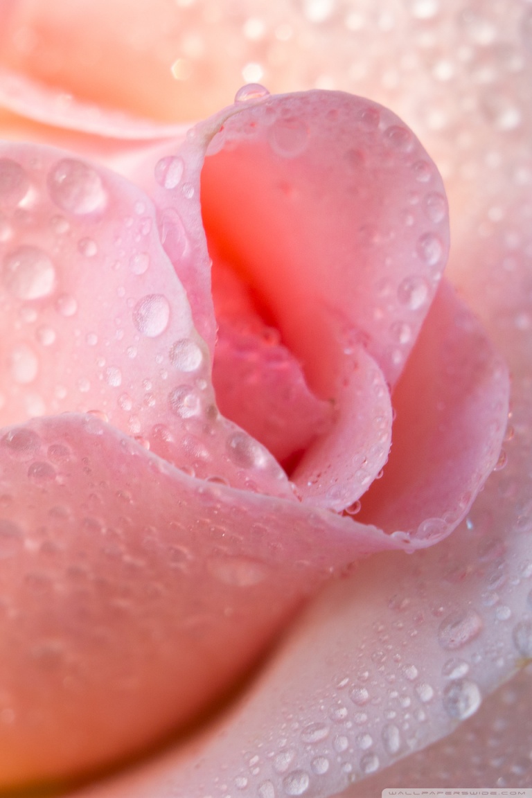 Water Drops Light Pink Rose 4K HD Desktop Wallpaper for 4K