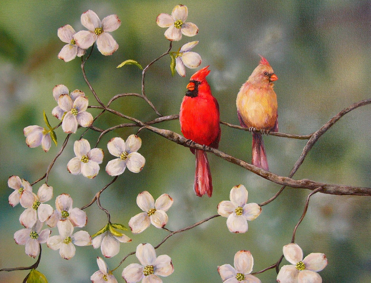 Cardinals Cardinal Bird Flying Sweet Red