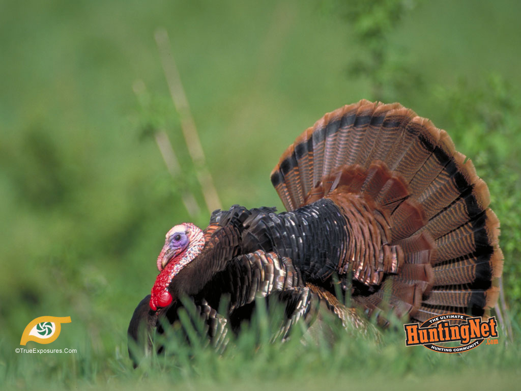 Wild Turkey Background