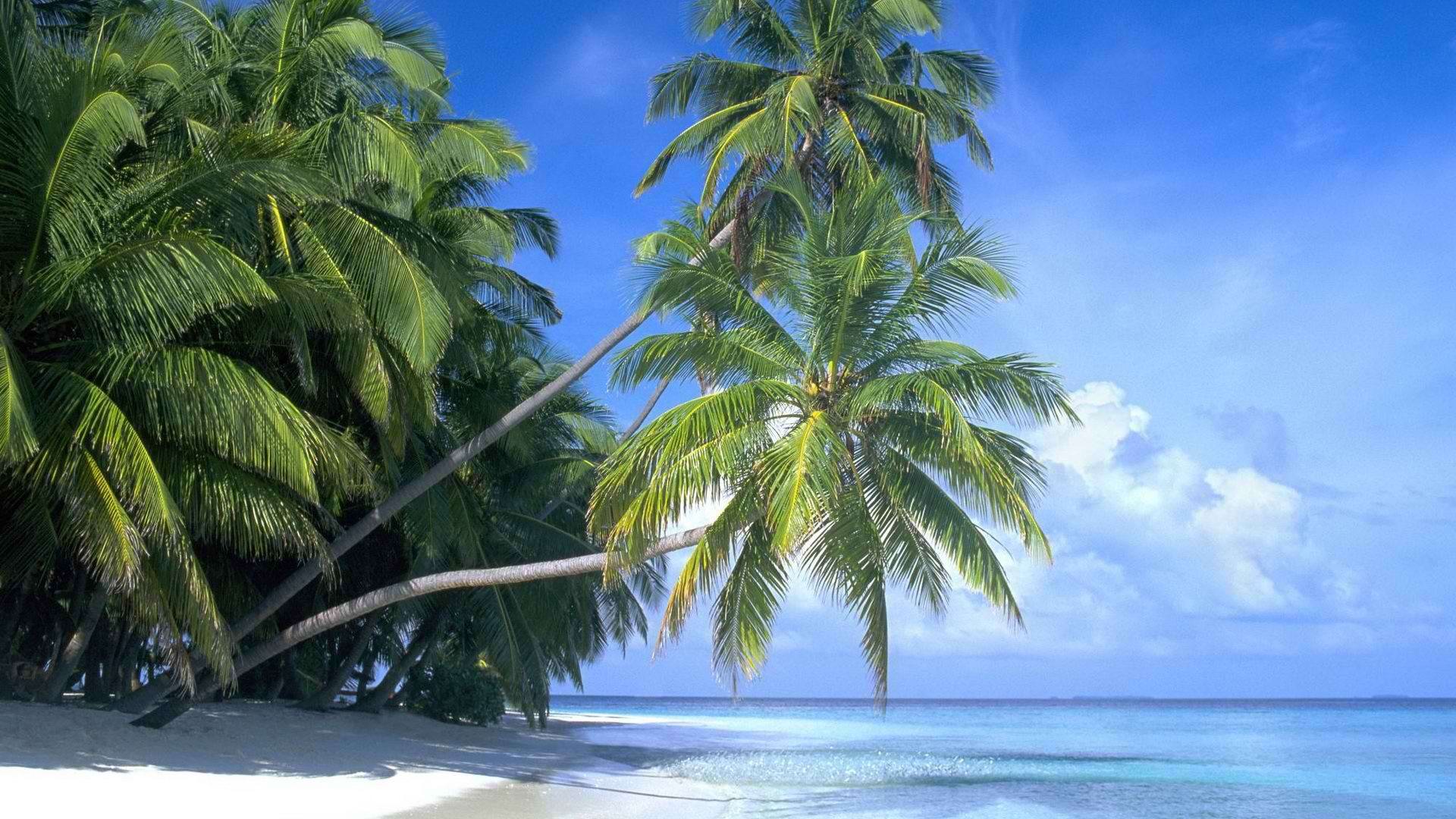 Beach Palm Tree Wide Wallpaper Car Pictures Trees