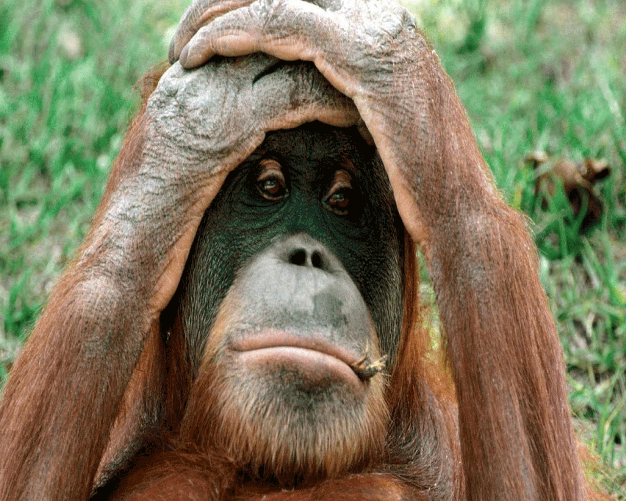 Free Download Funny Picture Cute Beautiful Digital Animal Hd Free Download Funny Picture Cute Beautiful Digital Animal Hd