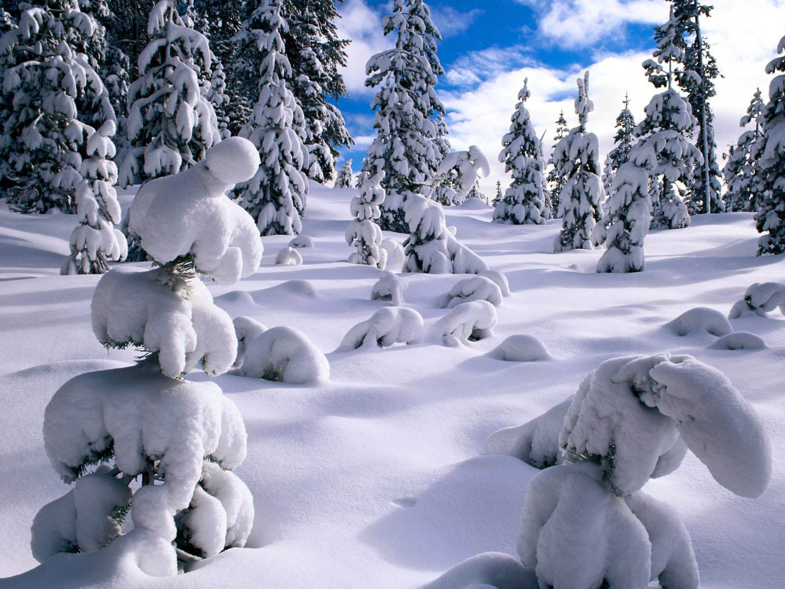 Snow-covered trees in a winter wonderland landscape