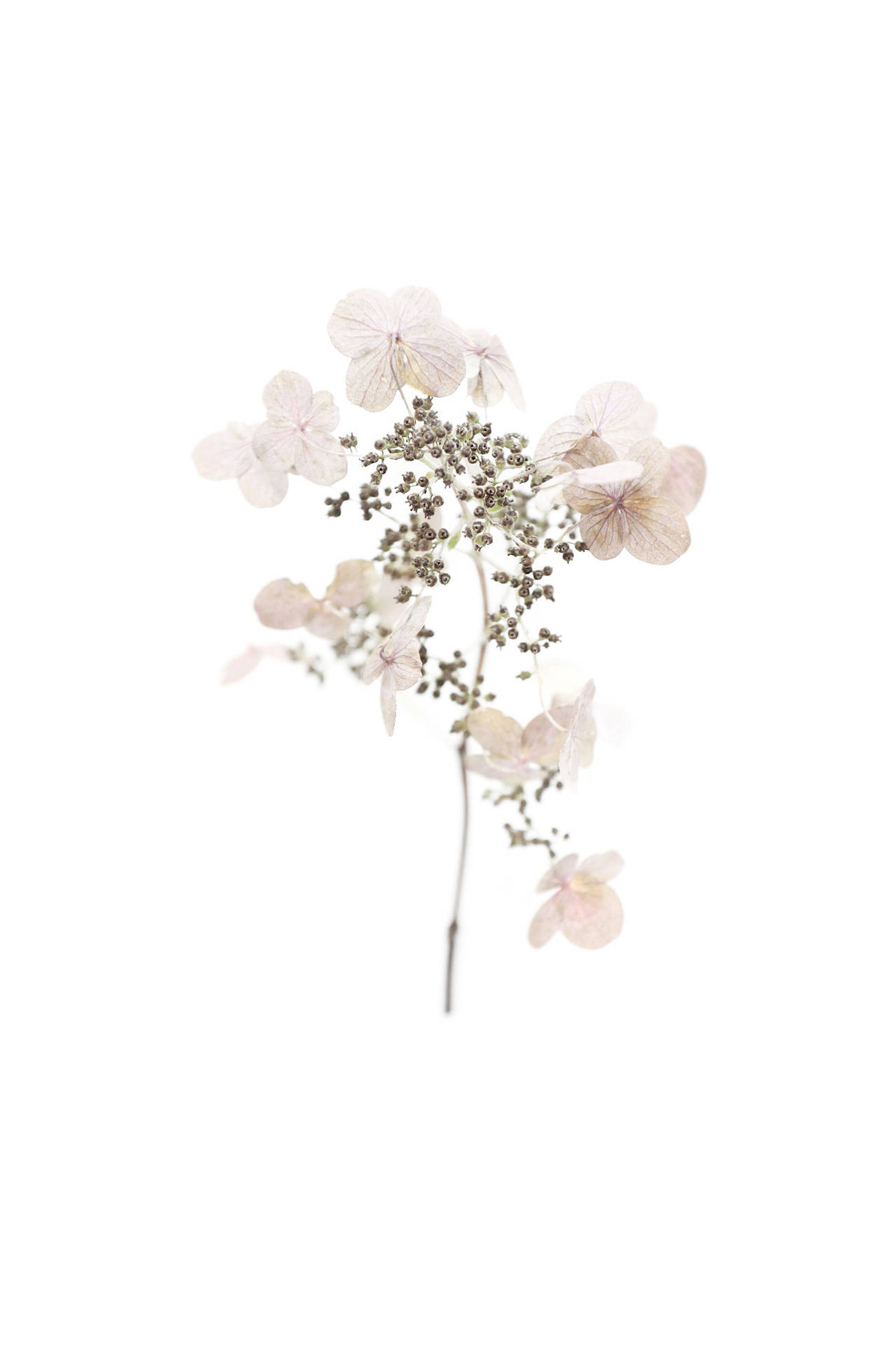 Delicate Bunga 8dgwfmy4bwjl6qx5 Wallpaper