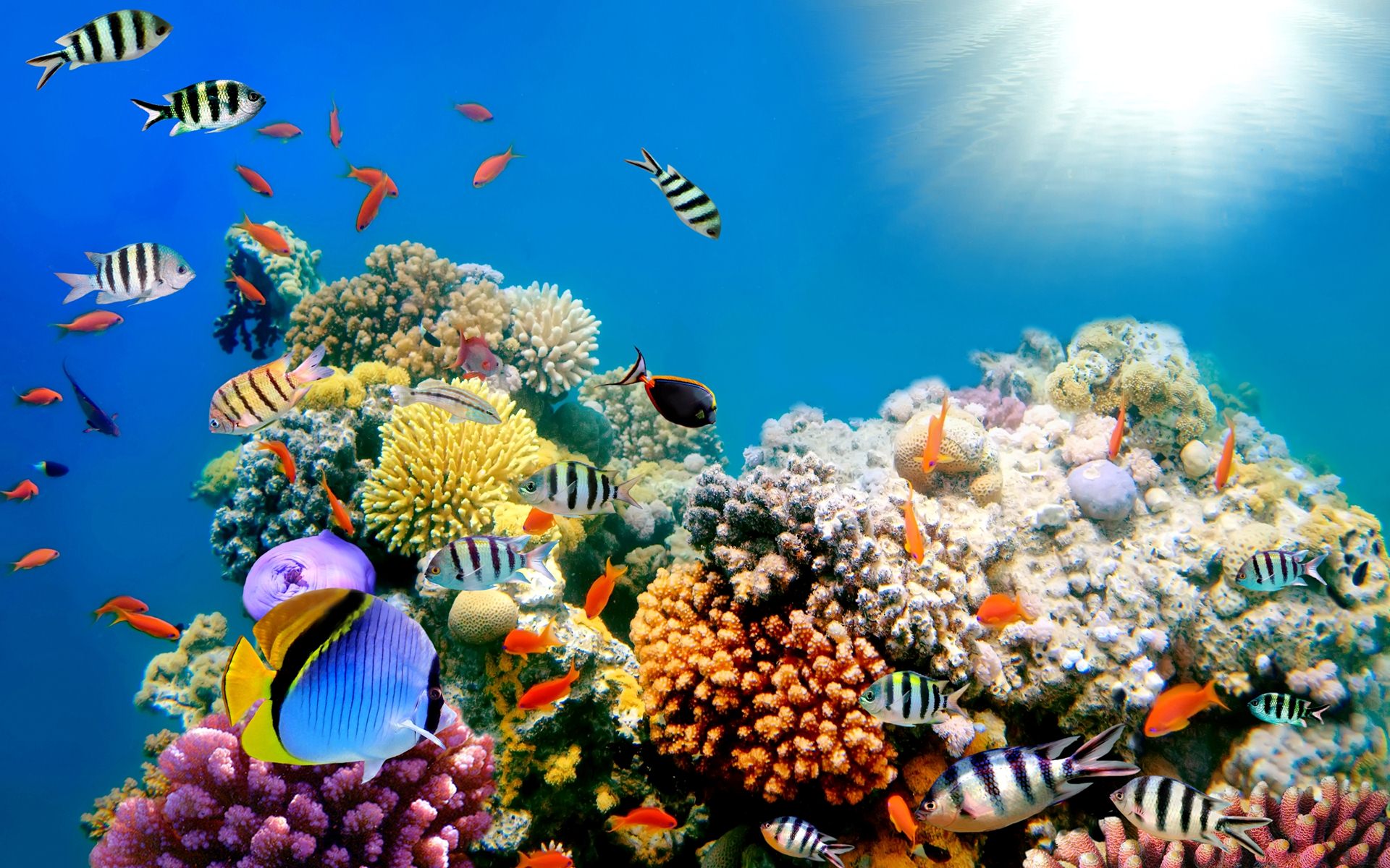 Wallpaper Details File Name Amazing Fish Background Category