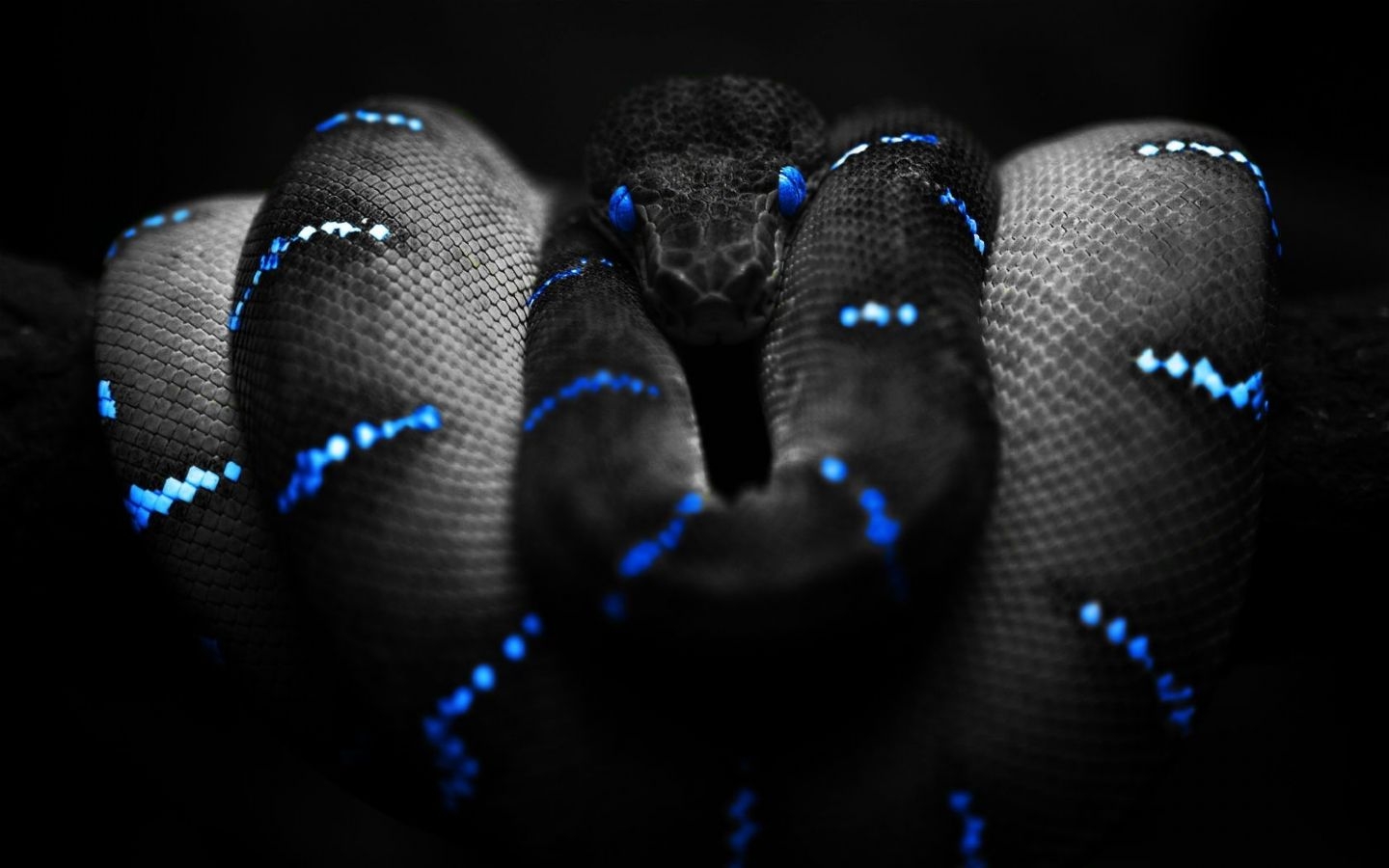 HD Black Snake Wallpaper 3d Desktop Background
