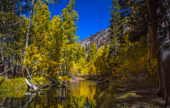 Aspen Colorado Usa Forest Trees Mountain River Autumn