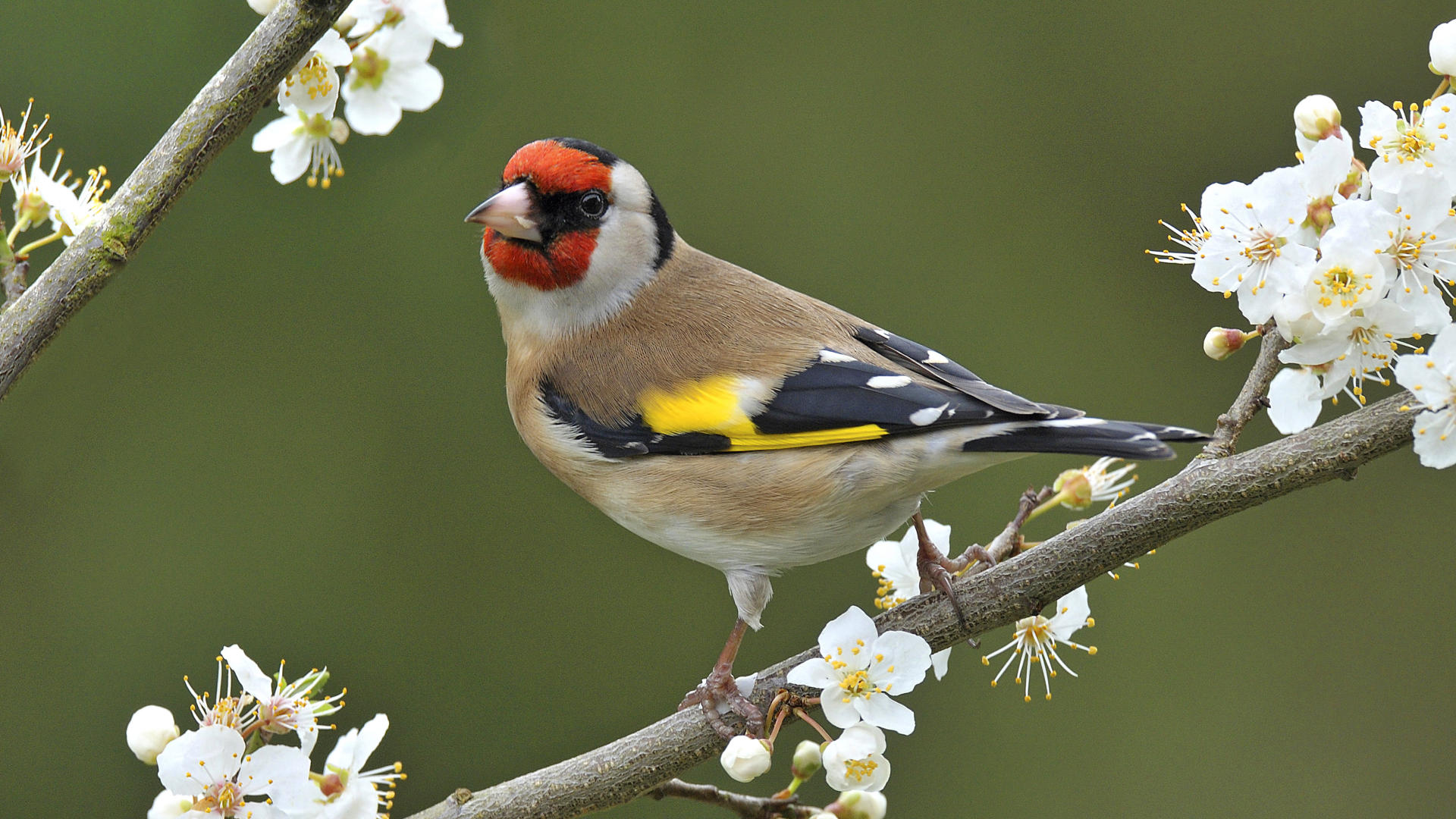 A European Goldfinch perched on a blossoming branch