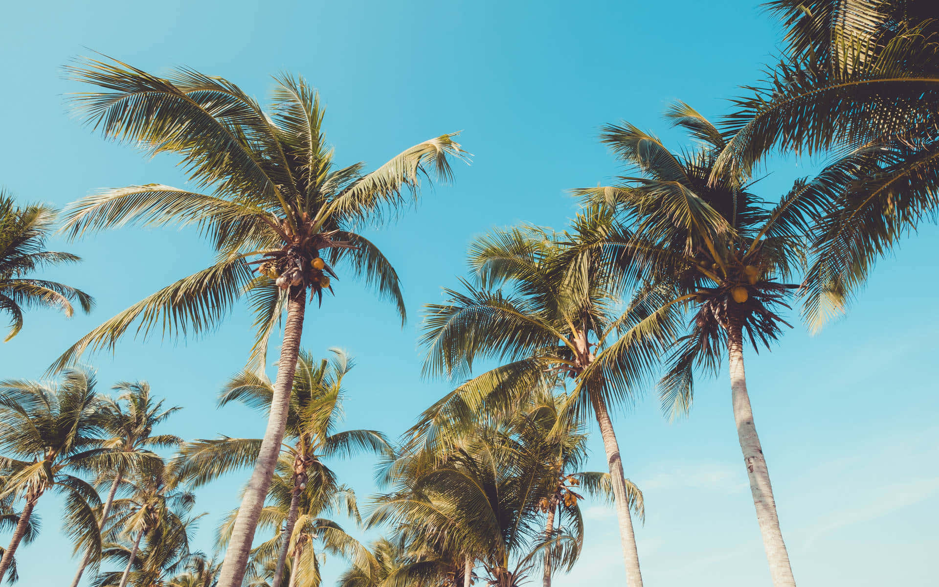 Tranquil Coconut Tree Paradise Wallpaper