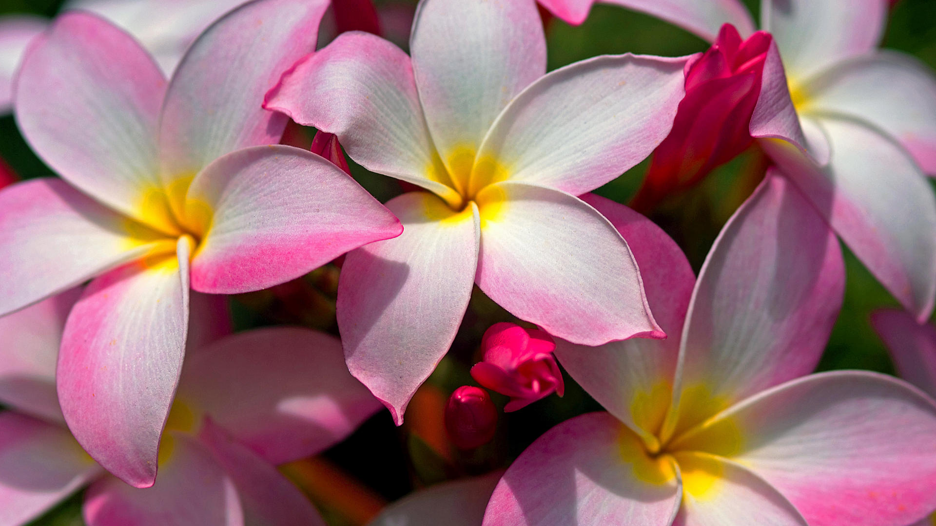 Background Hawaiian Plumeria Cool Background And Wallpaper