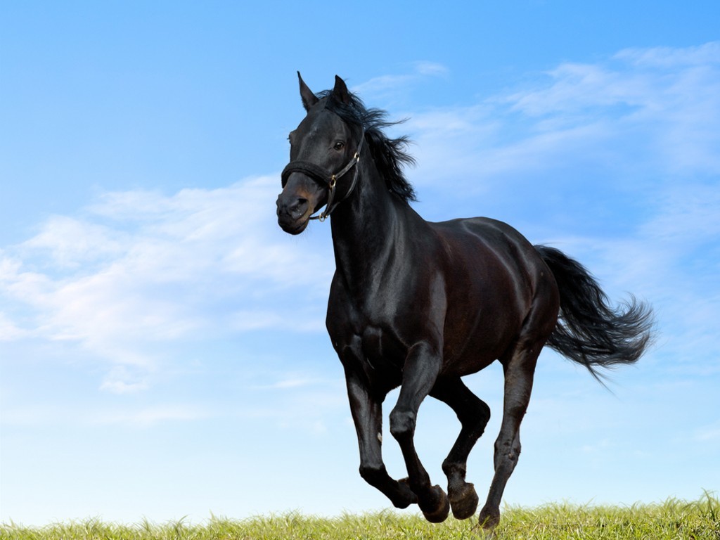 Pet Animals Wild Wallpaper Pictures Black Horse