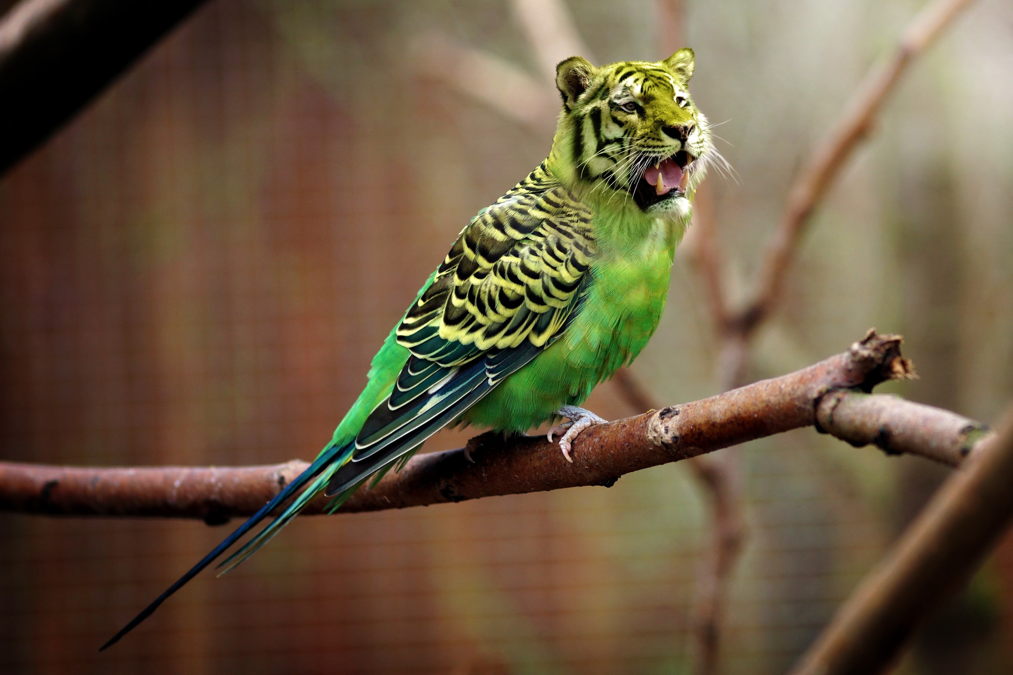 Tiger Budgie Parakeet Wallpaper And Stock Photos