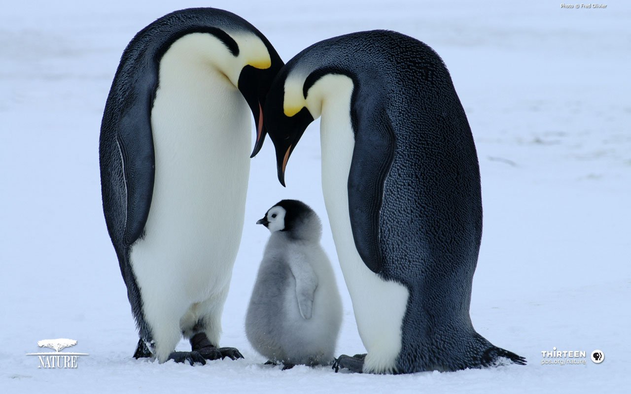 Cute Baby Penguins In Lov HD Wallpaper Background Images