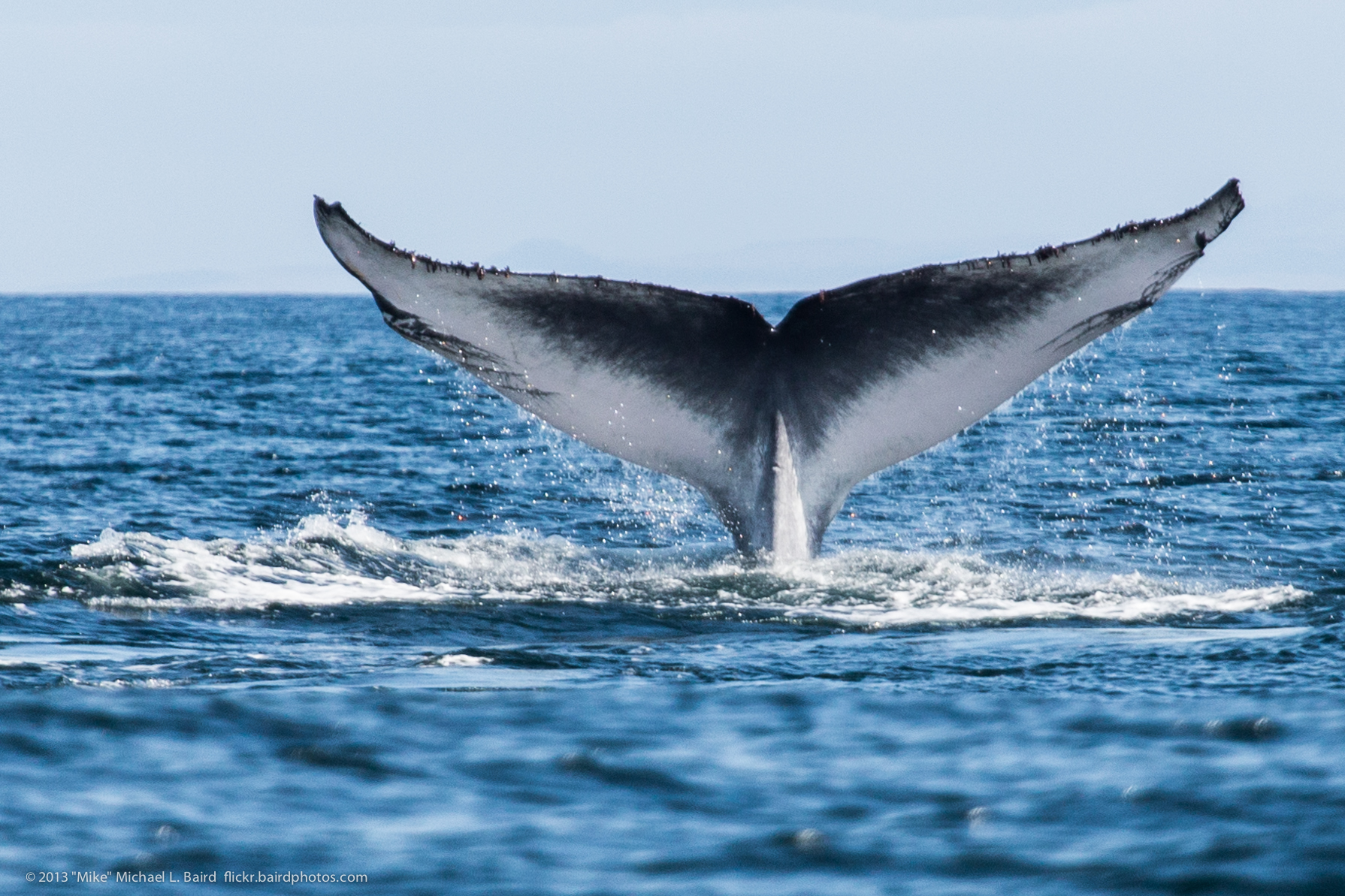 Blue Whale Earplugs Can Reveal Some Of These Aquatic Giants Life