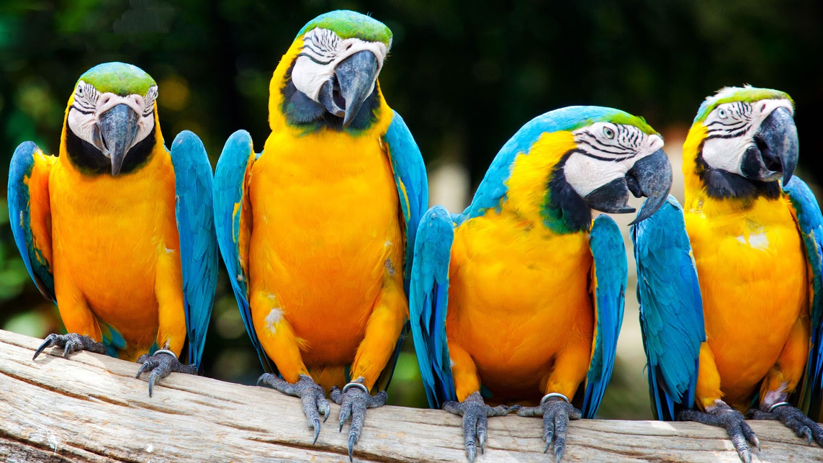 Macaw Parrot HD Wallpaper   PhotosJunction