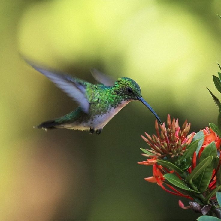 Amazing Hummingbird Wallpaper Screensavers
