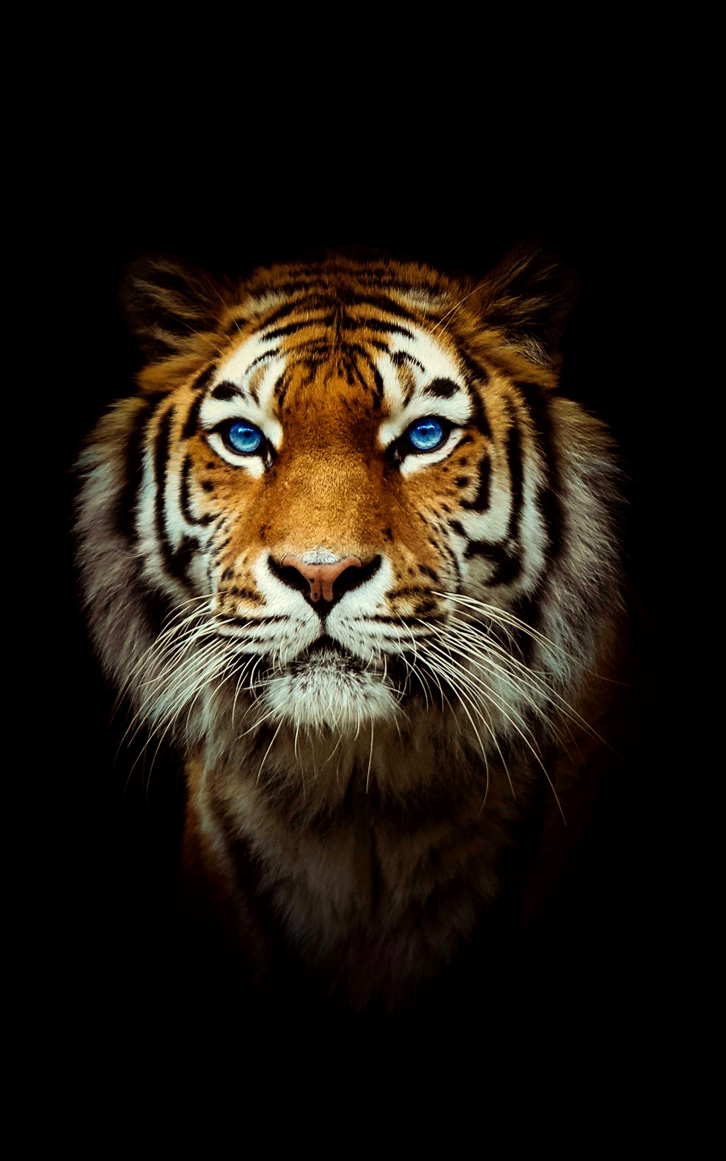 Tiger Wallpaper  NawPic