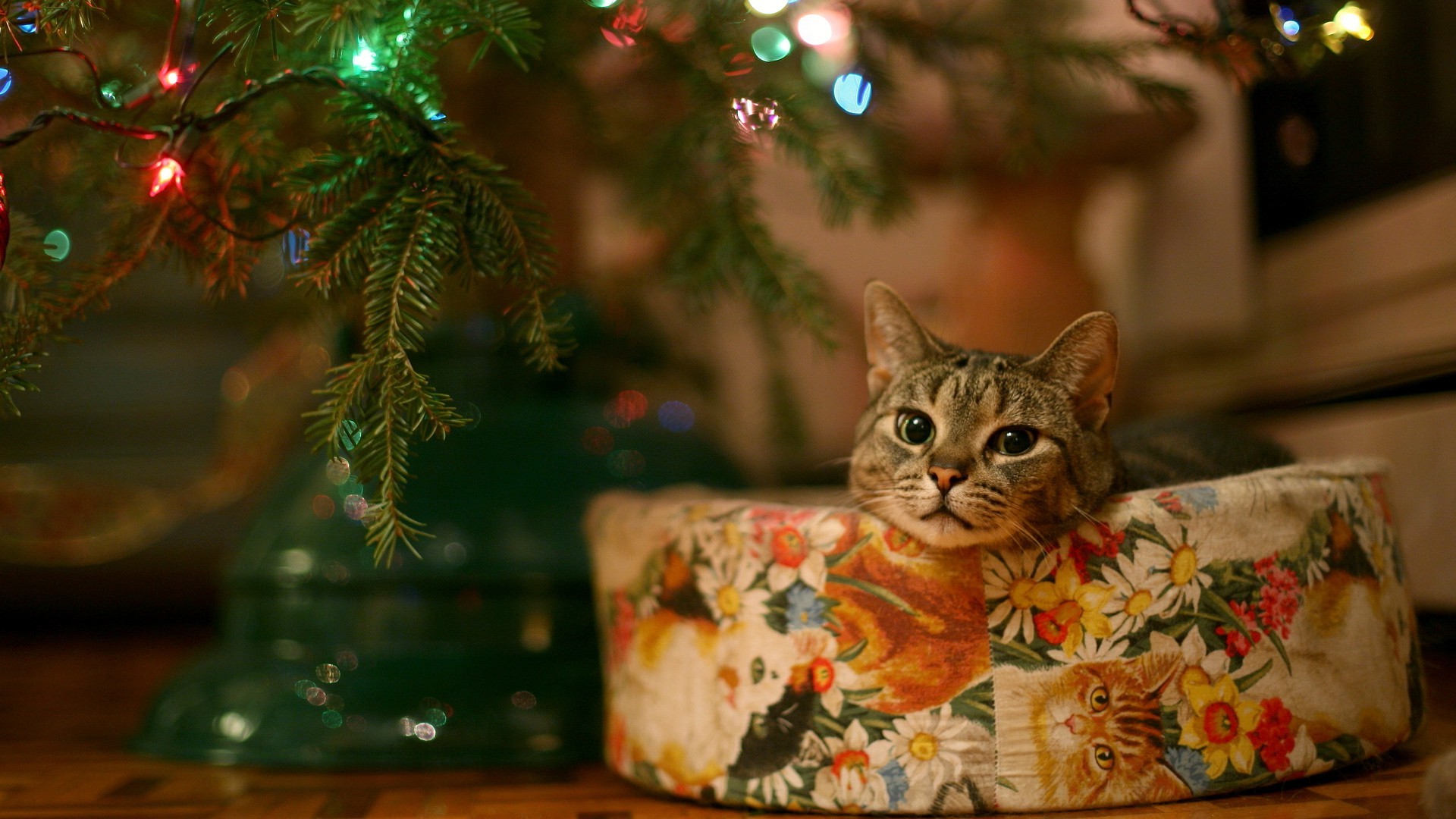 Cat Under Christmas Tree Widescreen Wallpaper