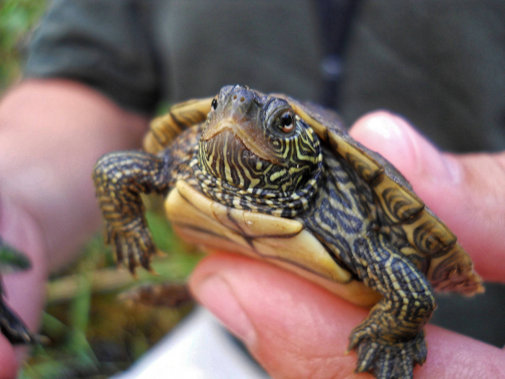 Cute Turtle Wallpaper