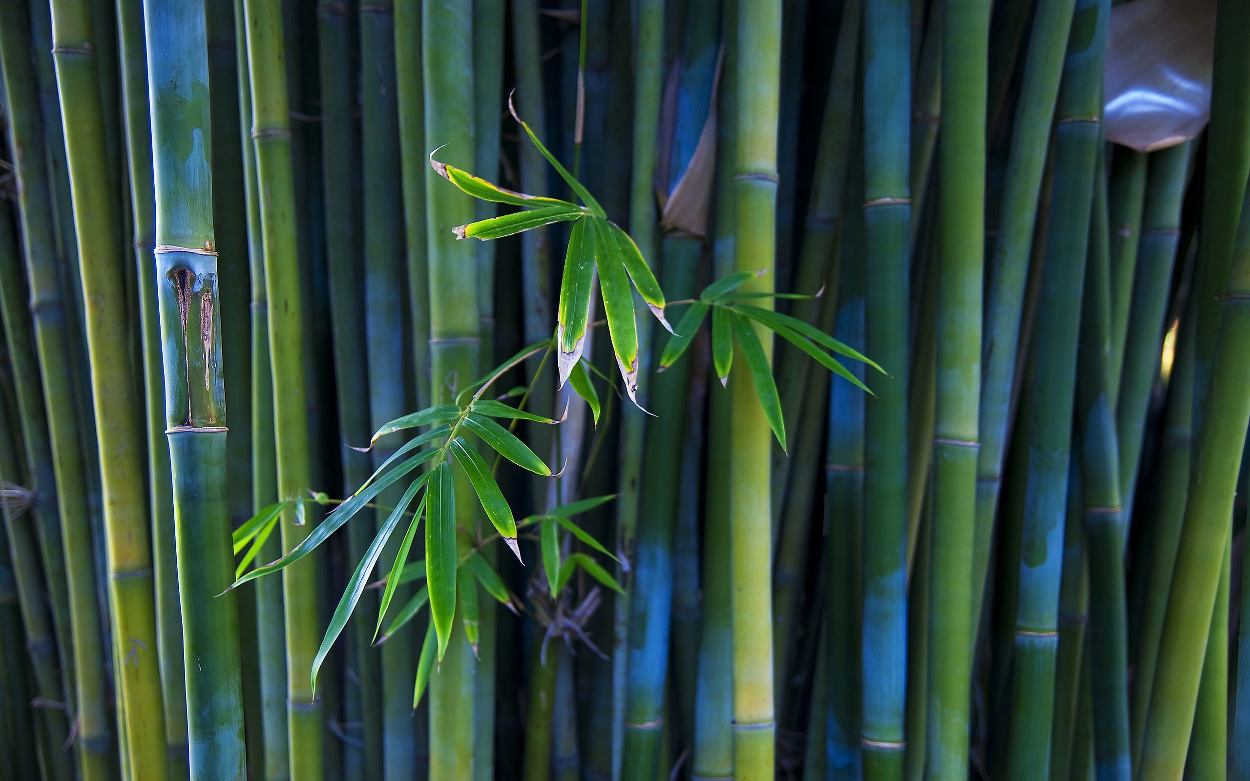 Desktop Bamboo HD Wallpaper