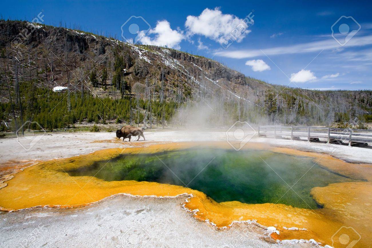 Yellowstone National Park The Emerald Pool With Bison Roaming