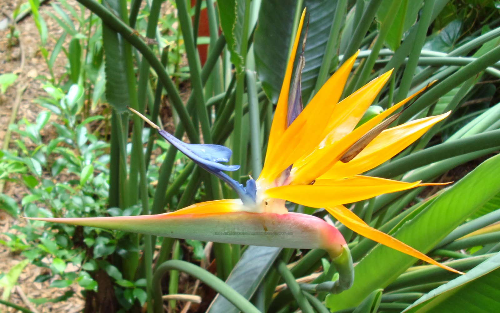 Bird of Paradise wallpapers hd