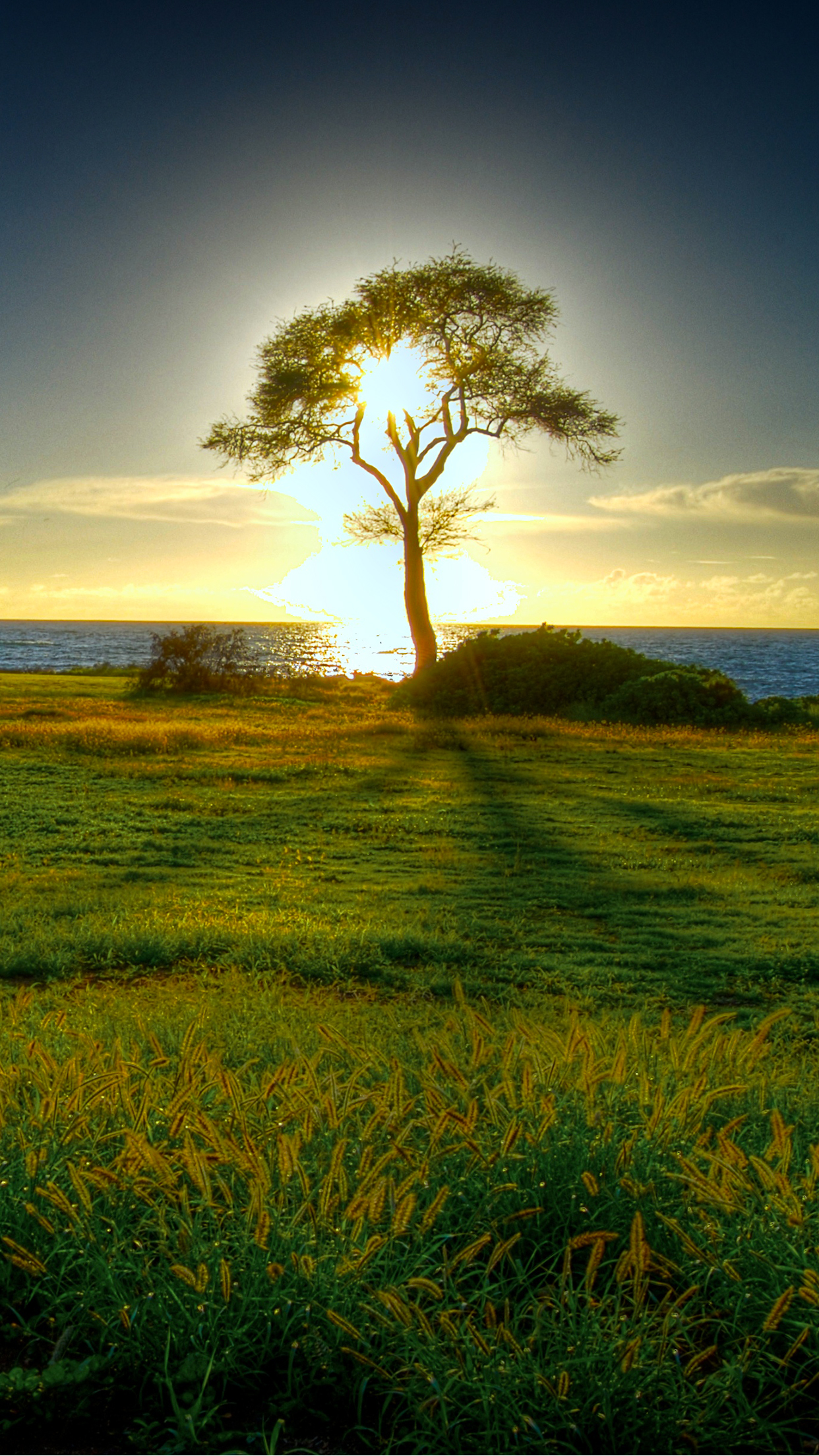 Tree Wallpaper For iPhone Pro Max X