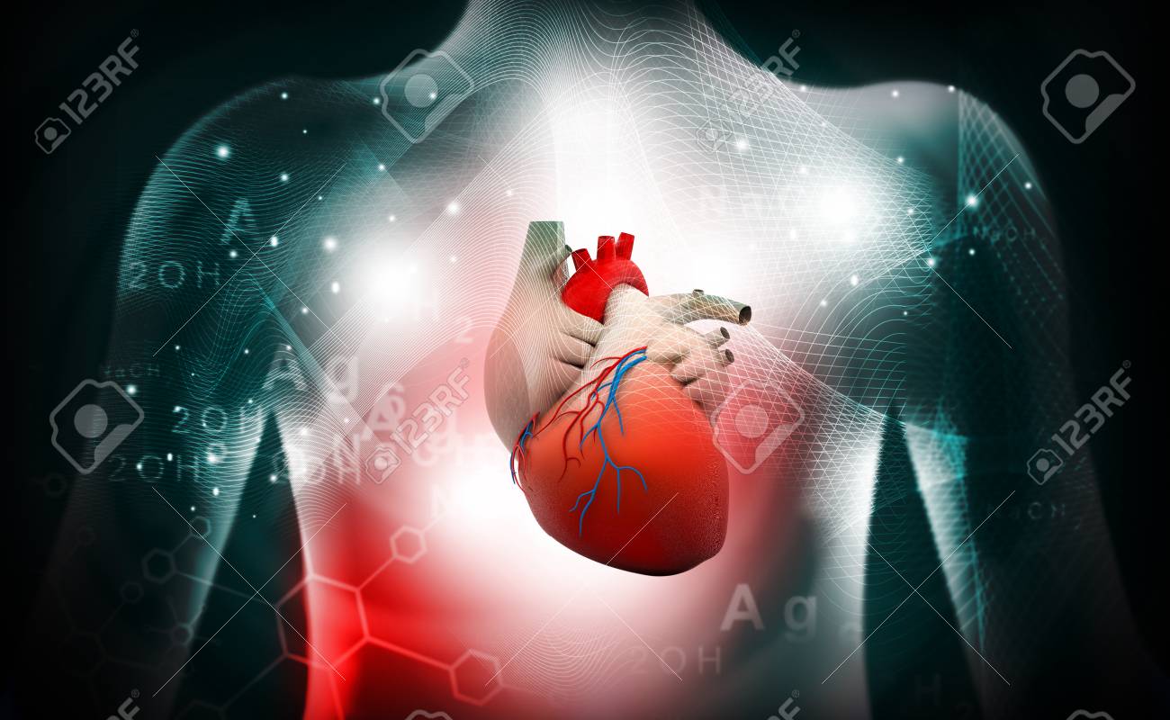 3d Human Heart Medical Anatomy Stock Photo Picture And Royalty