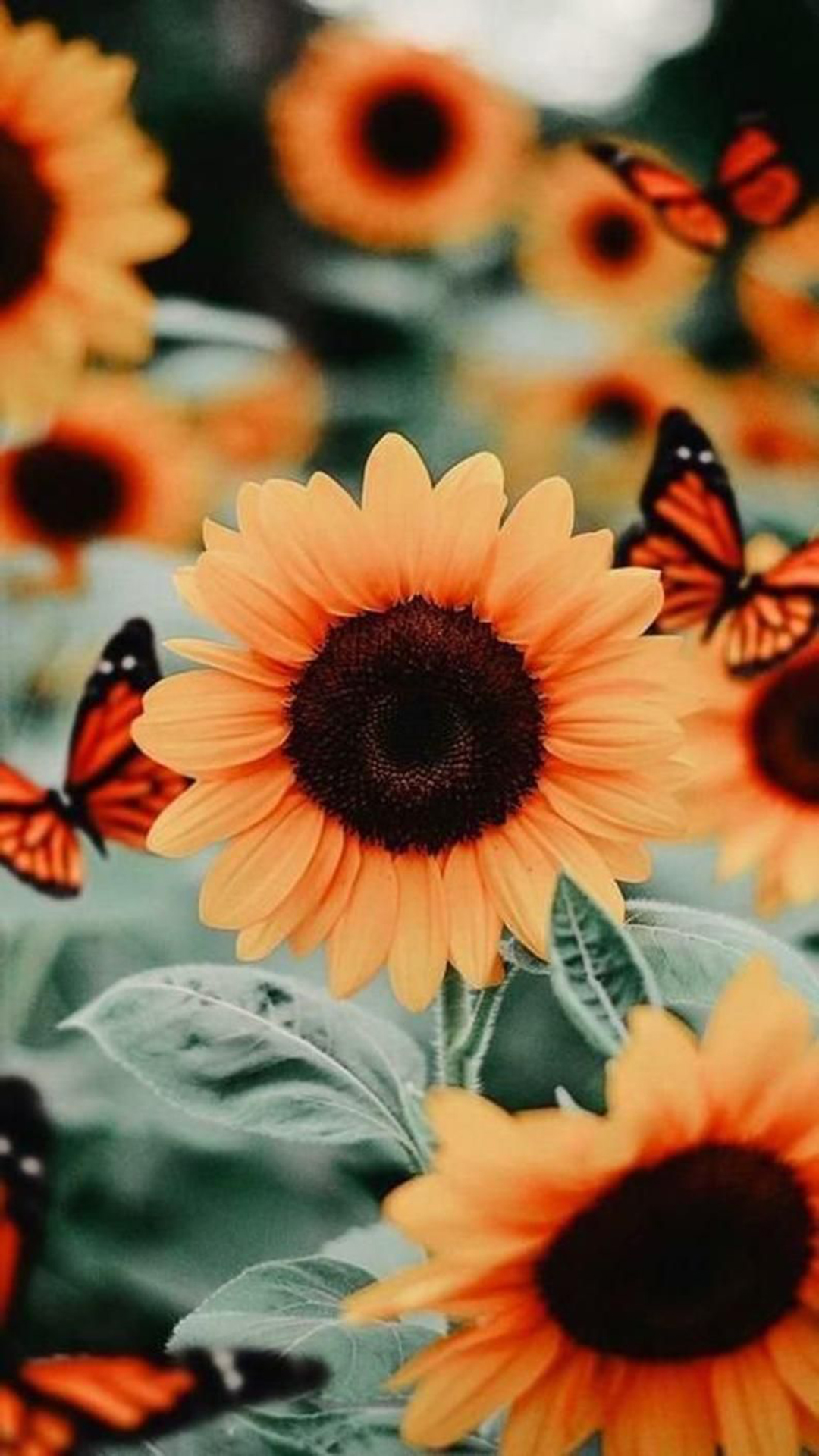 iPhone Aesthetic Sunflower Wallpaper