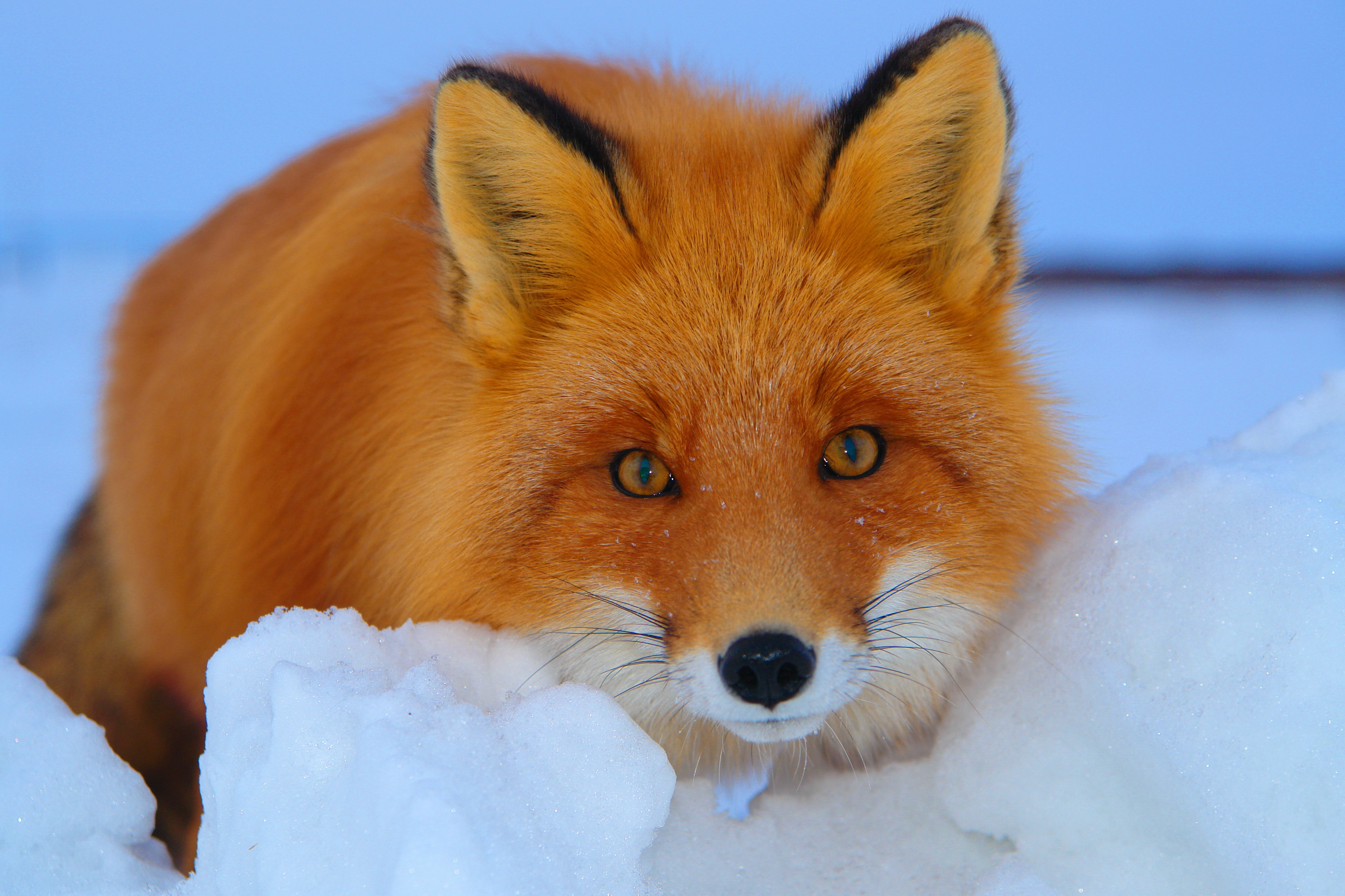 Red Fox In The Snow Wallpaper And Image