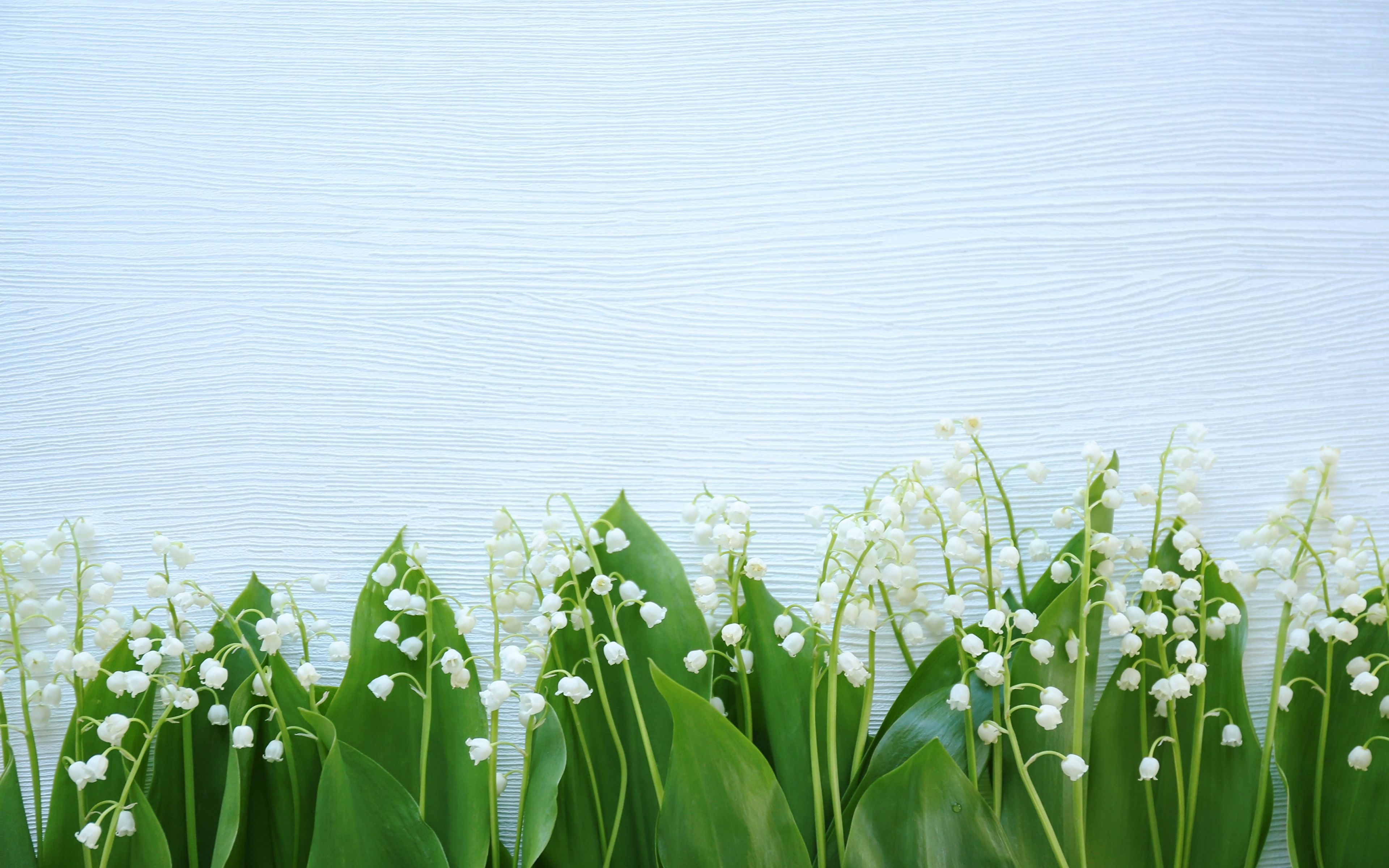 Lily Of The Valley Desktop Wallpaper On