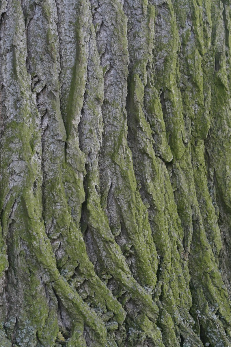 Tree Bark Texture Quotesclub