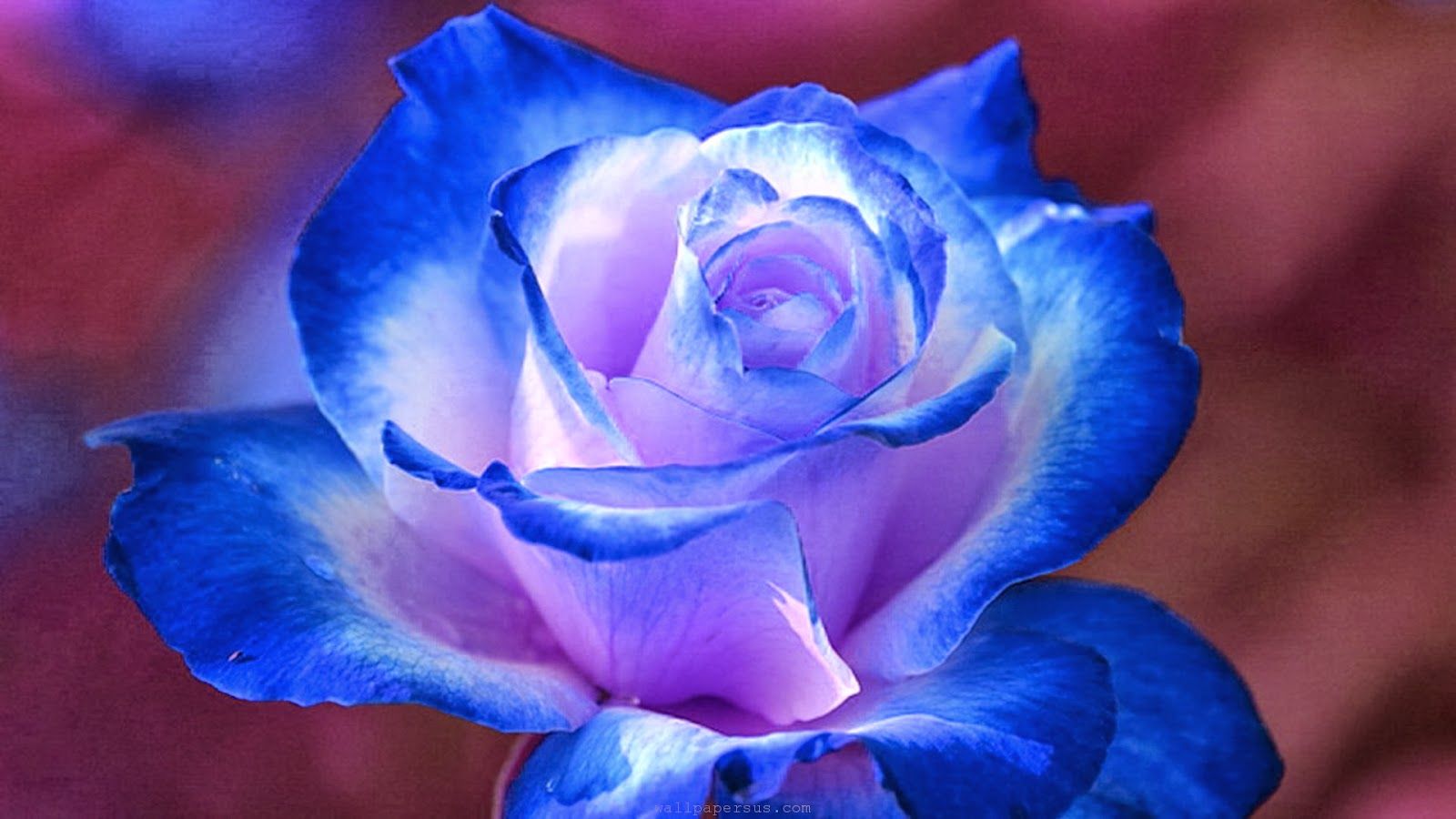 HD Wallpaper Desktop Blue Flower Sweet Flowers