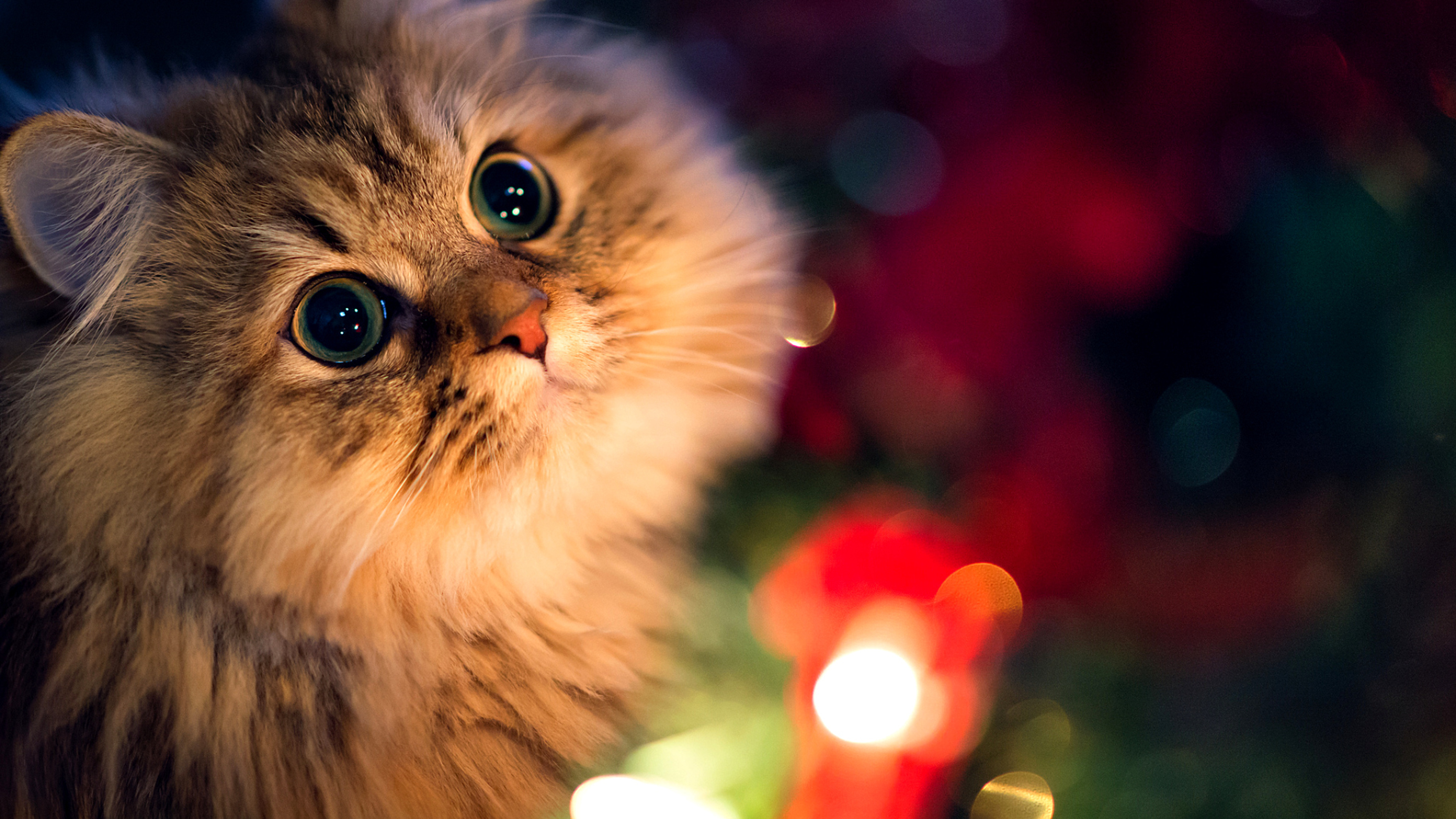 A fluffy, wide-eyed cat gazes curiously at the bright lights of a Christmas tree, its captivating stare and soft fur creating a heartwarming festive scene