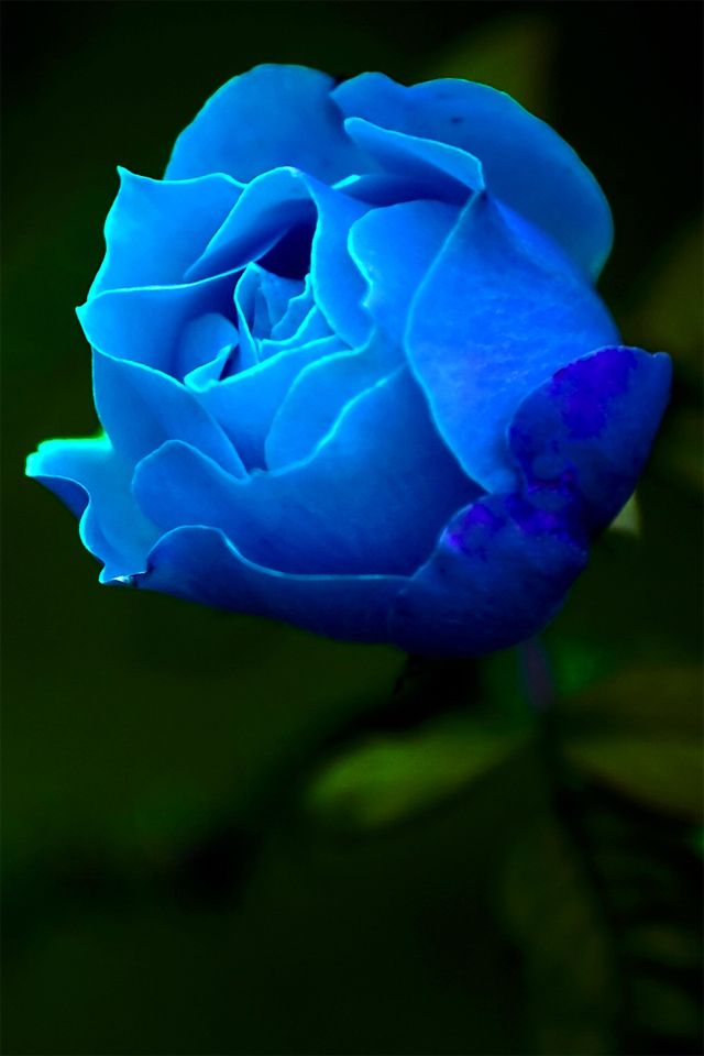 Blue Rose Wallpaper Mobile Fun Hd