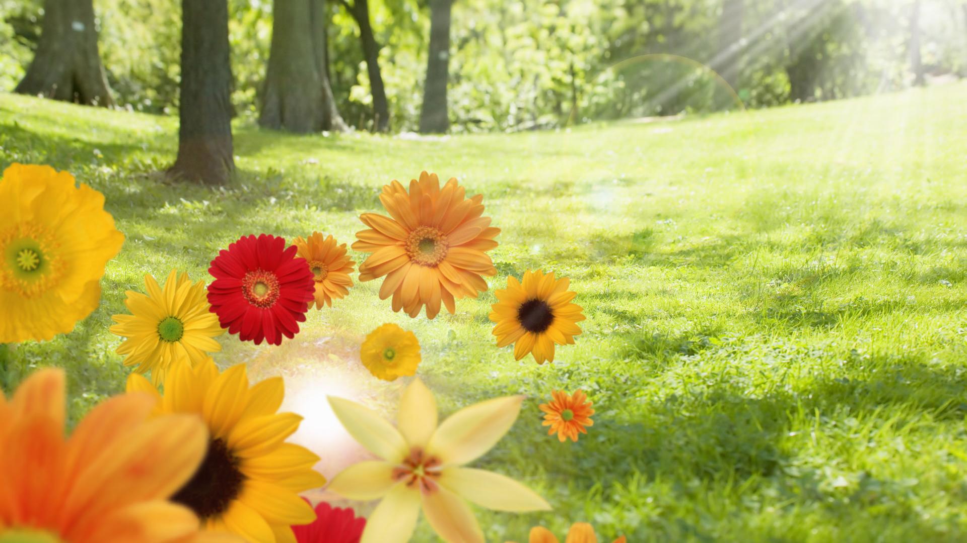 Summer Flowers Desktop Background Suns